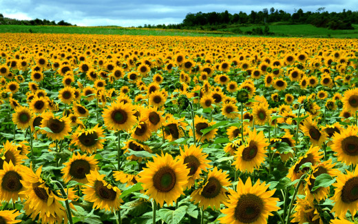 456411 (a): :1920x1200